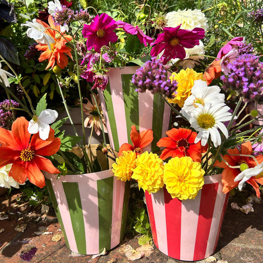 Domenica Marland Striped Penny Planters in Various Colours