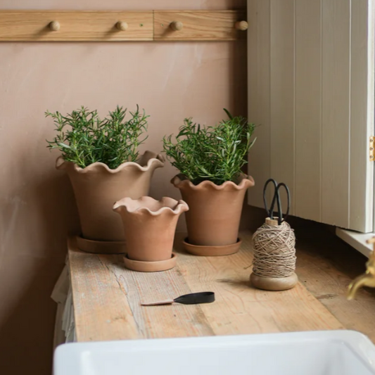 Morgan Wright Frilly Terracotta Plant pots displayed with plants inside, they sit side by side on a rustic side board,