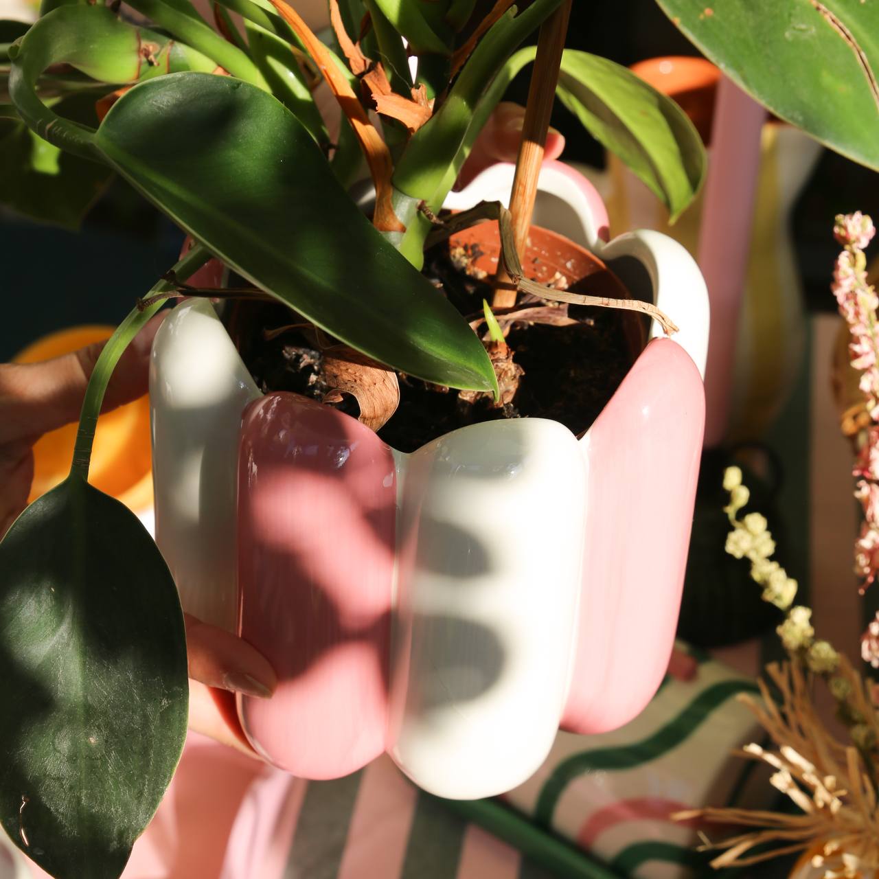 maia plant pot by Que rico displayed in the sunlight with a plant inside 